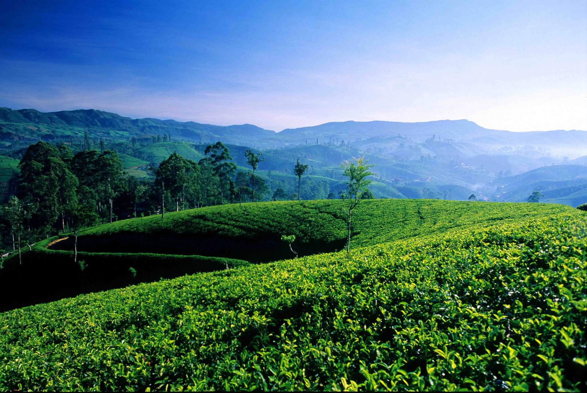  Tea Plantation visit