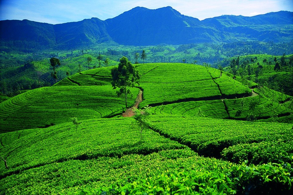  Tea Plantation visit