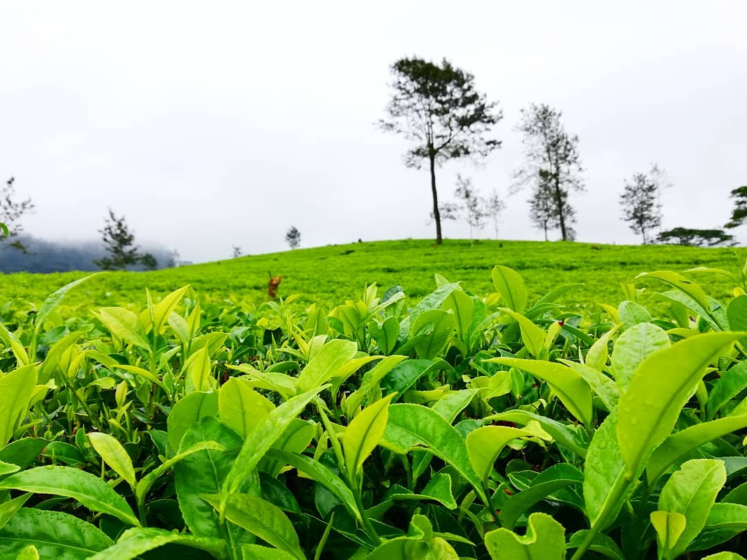  Tea Plantation visit