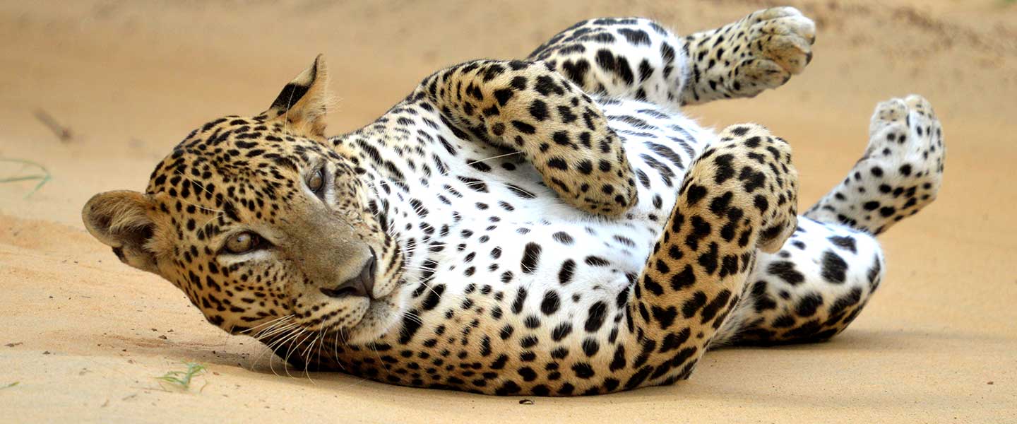 Leopard Watching